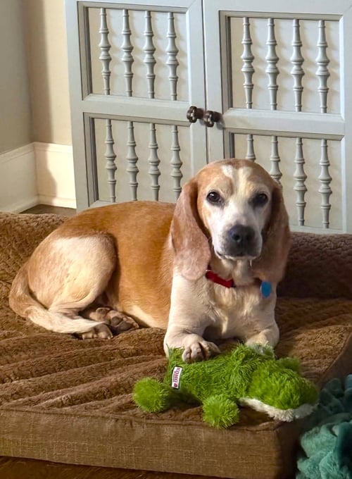 WAYLON - Beagle available for adoption