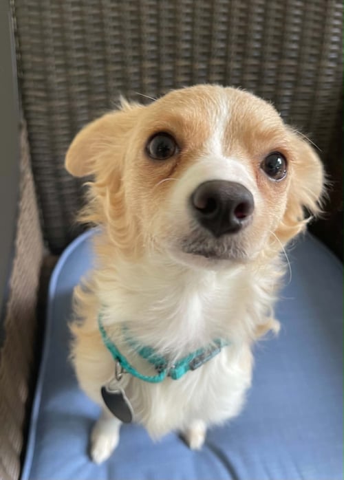 MADISON - Chihuahua for adoption in Alexandria