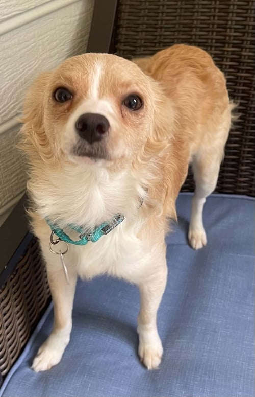 MADISON - Chihuahua available for adoption