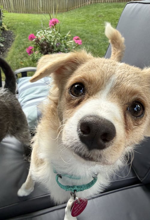 MADISON - ADOPTION PENDING!!