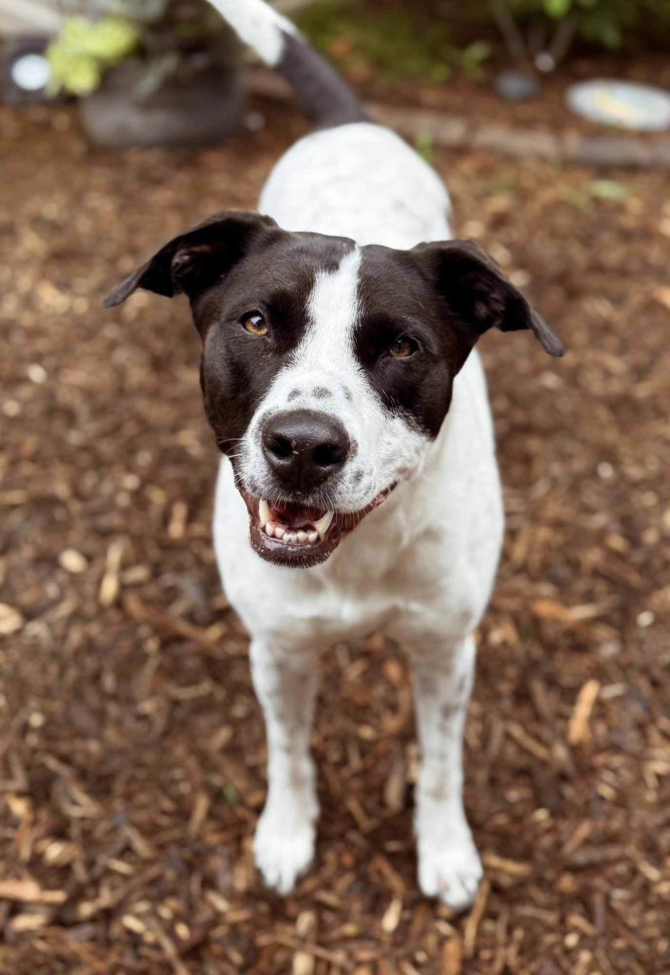 LUNA - American Staffordshire Terrier / Pointer for adoption in Alexandria