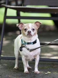 Lulu - Photo 1