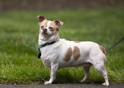 LULU - Chihuahua / Pug available for adoption
