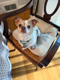 Lulu - Photo 4