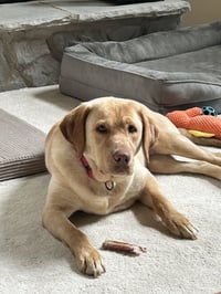 Rosie - ADOPTED! - Photo 4
