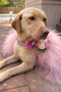 Rosie - ADOPTED! - Photo 12