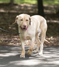 Rosie - ADOPTED! - Photo 8