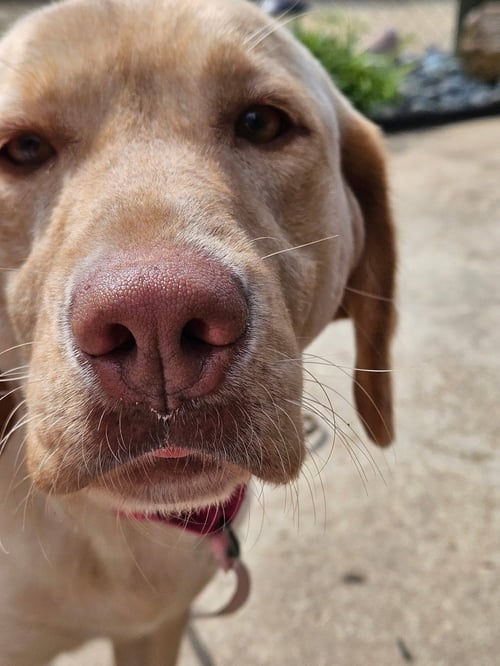 ROSIE - ADOPTED! - Labrador Retriever for adoption in Alexandria