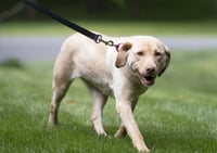 Rosie - ADOPTED! - Photo 9