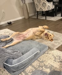Rosie - ADOPTED! - Photo 6