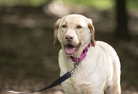 Rosie - ADOPTED! - Photo 5