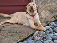 Rosie - ADOPTED! - Photo 2