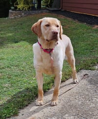Rosie - ADOPTED! - Photo 3