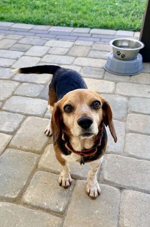 SADIE - ADOPTED!