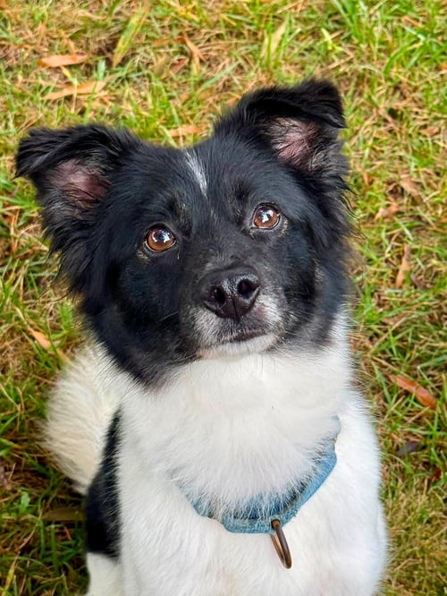 COCO - Spaniel available for adoption