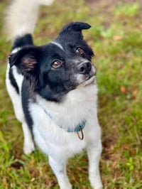 Coco - Photo 8