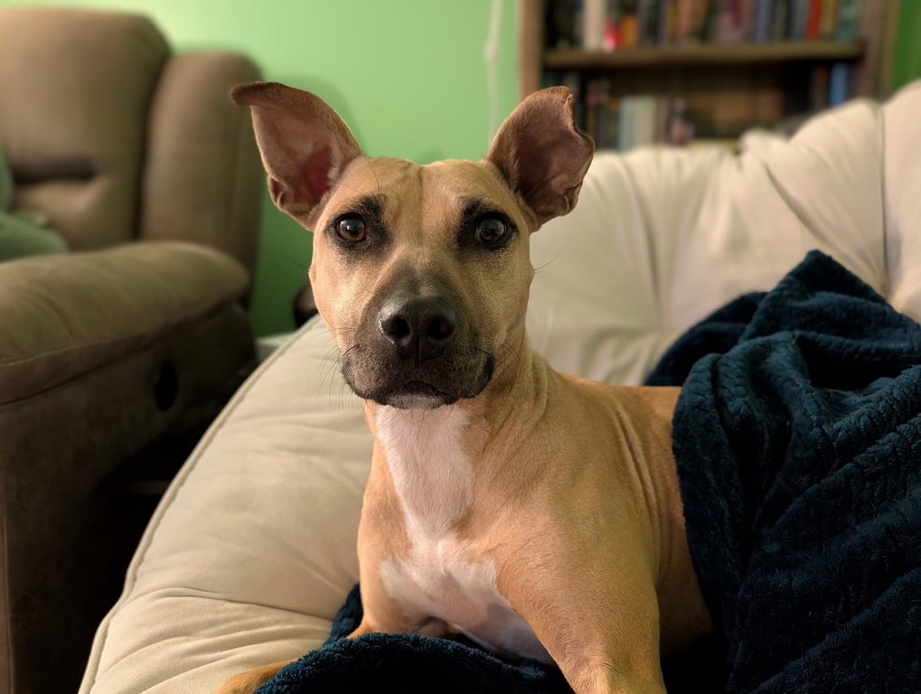 Polly Image