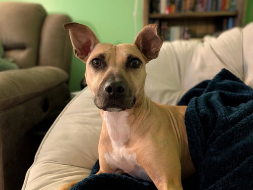 POLLY - American Staffordshire Terrier / Terrier for adoption in Alexandria