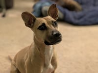 Polly - Photo 9
