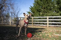 Polly - Photo 7