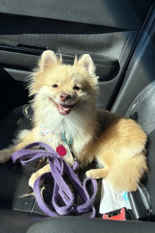 STELLA - Pomeranian for adoption in Alexandria