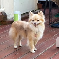 Stella - Photo 2