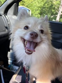 Stella - Photo 3