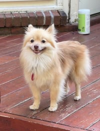 Stella - Photo 4
