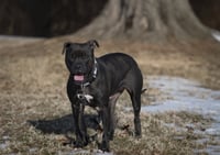 Magnolia (Maggie) - Photo 11