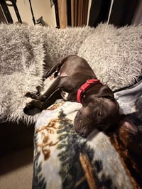 Magnolia (Maggie) - Photo 13