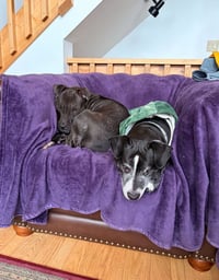 Magnolia (Maggie) - Photo 10