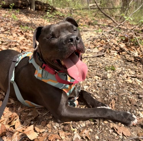 MAGNOLIA (MAGGIE) - American Staffordshire Terrier / Boxer available for adoption