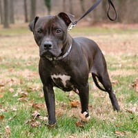 Magnolia (Maggie) - Photo 3