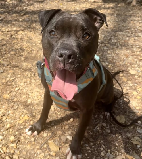 MAGNOLIA (MAGGIE) - American Staffordshire Terrier / Boxer for adoption in Alexandria