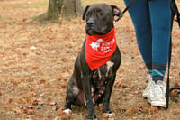 Magnolia (Maggie) - Photo 9