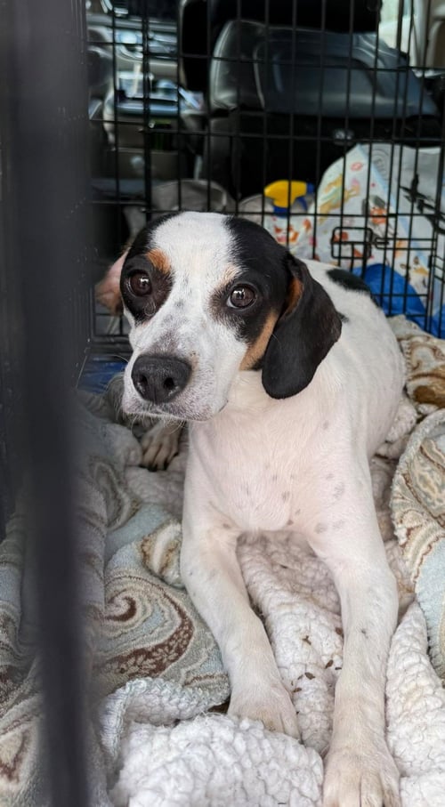 PETAL - ADOPTED!