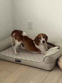 Harley - Photo 3
