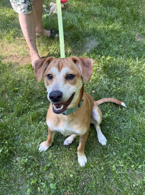 SHAGGY - Feist available for adoption