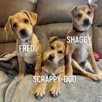 Shaggy - Photo 12
