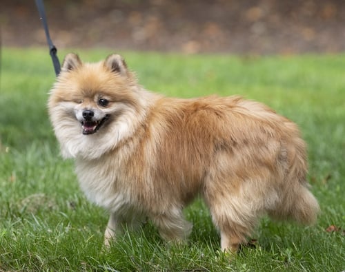 DAVIS - Pomeranian available for adoption