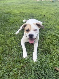 Buster - ADOPTED! - Photo 3
