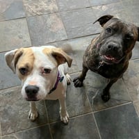 Buster - ADOPTED! - Photo 5