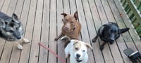 Buster - ADOPTED! - Photo 11