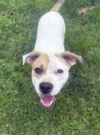 Buster - ADOPTED! - Photo 7