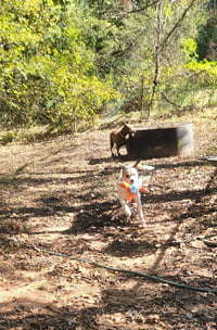 Buster - ADOPTED! - Photo 14