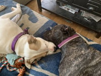 Buster - ADOPTED! - Photo 10