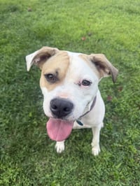 Buster - ADOPTED! - Photo 2