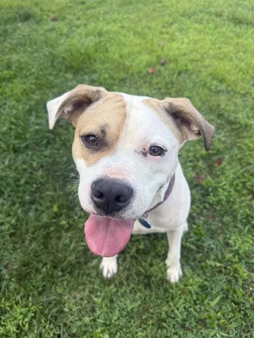 BUSTER - ADOPTED! - Boxer / American Staffordshire Terrier available for adoption
