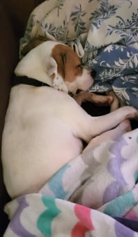 Buster - ADOPTED! - Photo 8