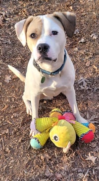 Buster - ADOPTED! - Photo 9